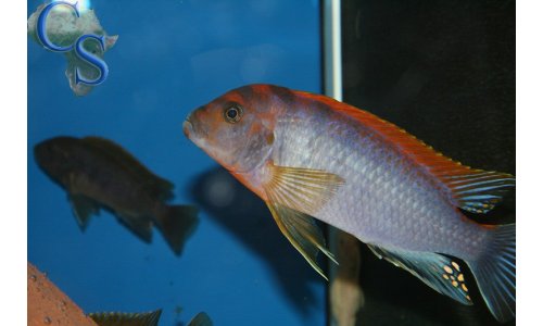 Labidochromis Hongi Red Top